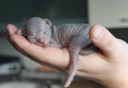 Don Sphynx newborn kitten