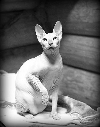 Russian Hairless cat