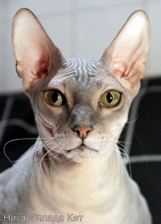 Russian Hairless cat