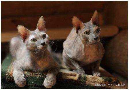 two Donskoy cats