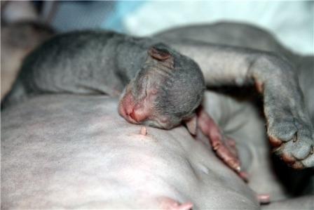 new born Donskoy