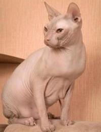 don sphynx hairless