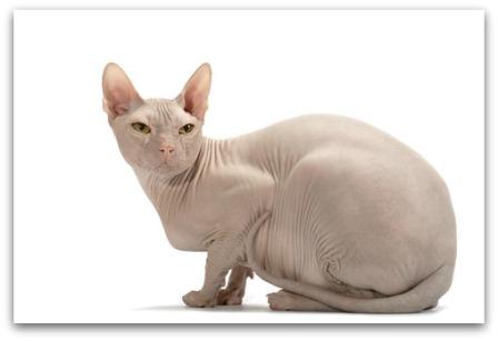 Don Sphynx or Donskoy cat