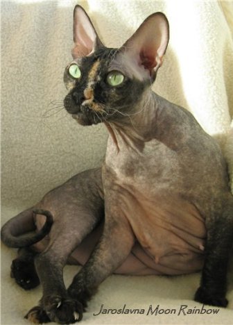 adult Don Sphynx