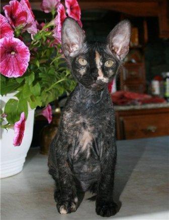 Don Sphynx kitten