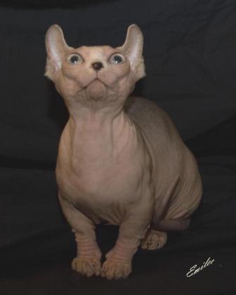 Dwelf cat breed