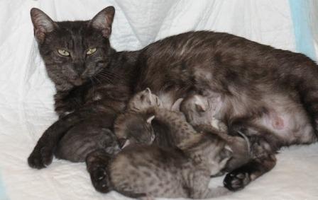 black Egyptian Mau with kittens
