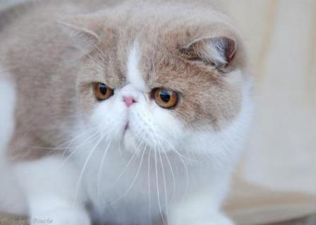 Exotic Shorthair Cat