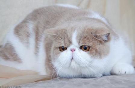 cream bi-color Exotic Shorthair cat