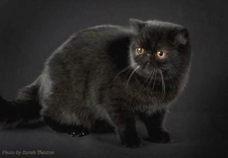 black Exotic Shorthair cat