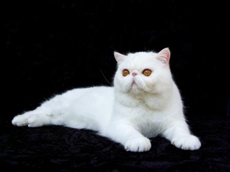 white Exotic Shorthair cat
