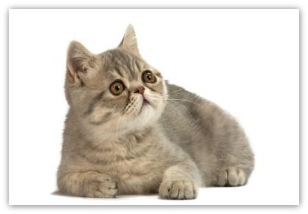 Exotic Shorthair kitten