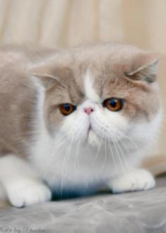 cream bi-color Exotic Shorthair cat