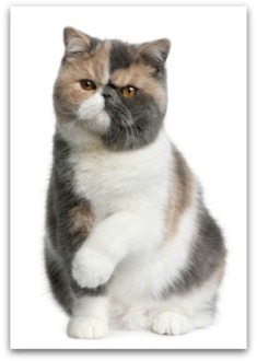 cute Exotic Persian cat