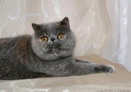 Exotic Shorthair Cat