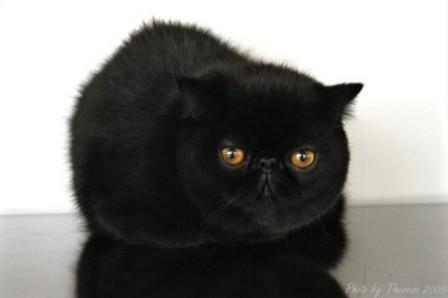 Exotic Shorthair cat