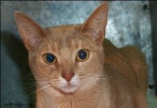 Fawn Abyssinian Cat