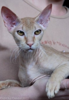 red Peterbald cat