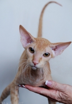 red Peterbald cat