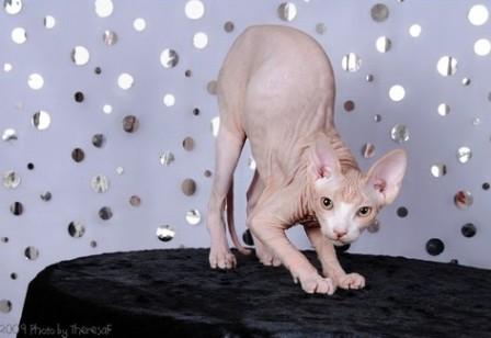 red-bi-color Sphynx cat