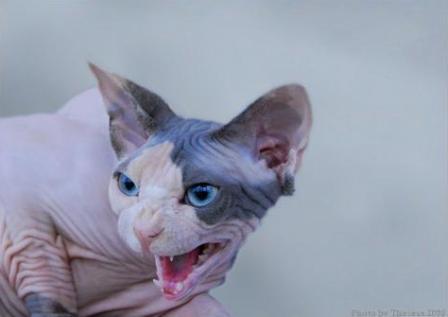 blue calico Sphynx cat