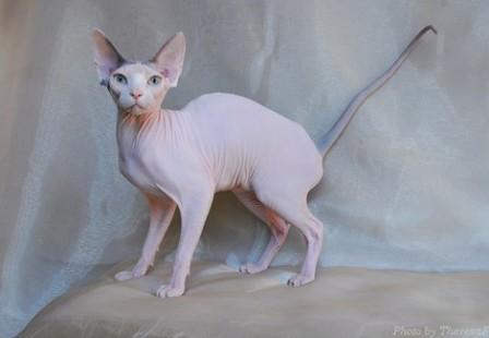 blue harlequin Sphynx cat