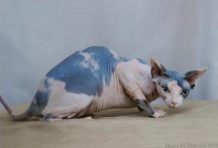 blue calico Sphynx cat