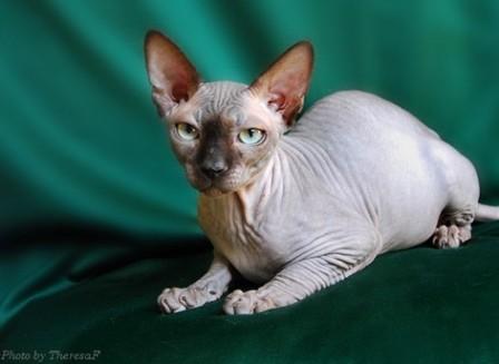 seal mink Sphynx cat