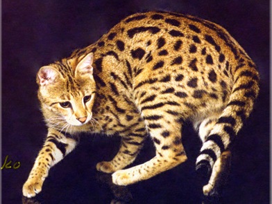 F3 Savannah cat