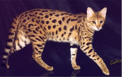 F3 Savannah cat