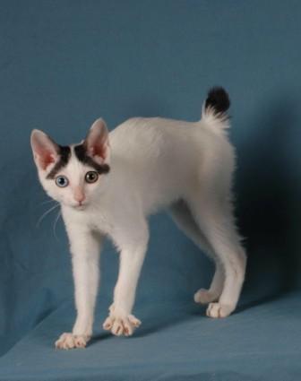 Japanese Bobtail cat