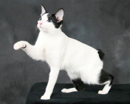 shorthaired Japanese Bobtail cat