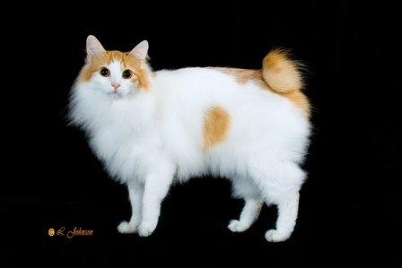 longhaired Japanese Bobtail cat