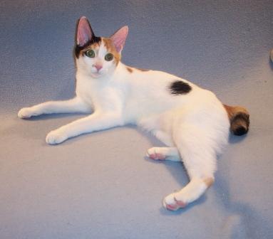 tri-color Japanese Bobtail cat