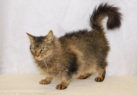 Brown Mackerel Tabby La Perm cat