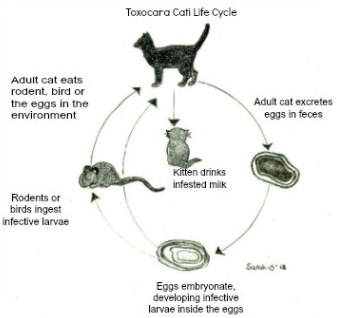 life-cycle-round-worms