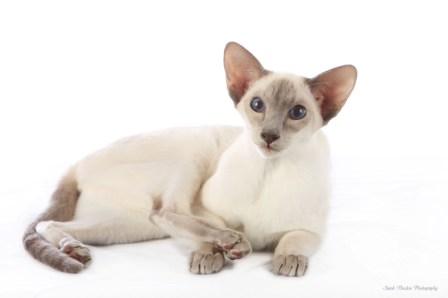 lilac point Siamese cat