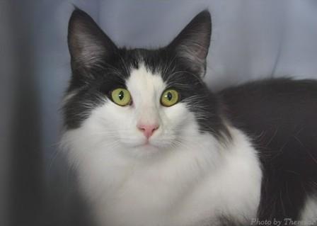 black and white Norwegian Forest Cat