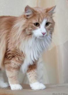 cream and white Norwegian Forest Cat