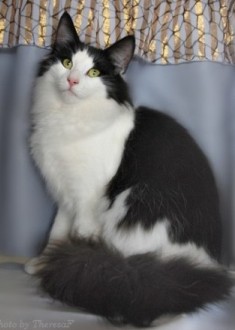 black and white Norwegian Forest Cat