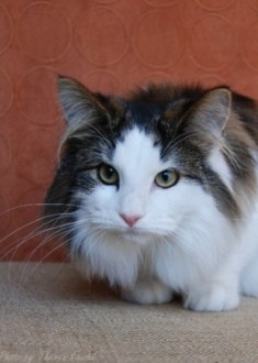 mackerel tabby bi-color Norwegian Forest cat