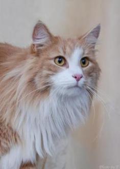 cream and white Norwegian Forest Cat