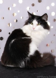 black and white Norwegian Forest Cat