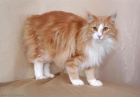 cream and white Norwegian Forest Cat