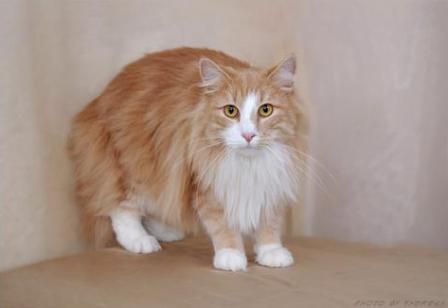 cream and white Norwegian Forest Cat