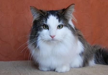 mackerel tabby bi-color Norwegian Forest cat