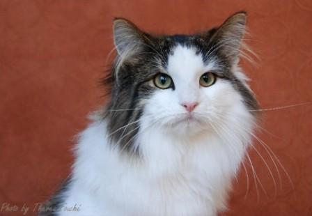 mackerel tabby bi-color Norwegian Forest cat