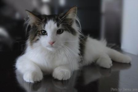 mackerel tabby bi-color Norwegian Forest cat