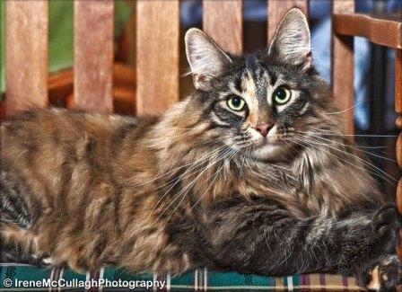 tortie Norwegian Forest cat