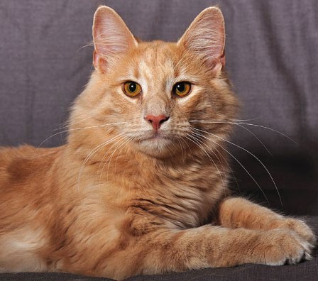 red Norwegian Forest cat